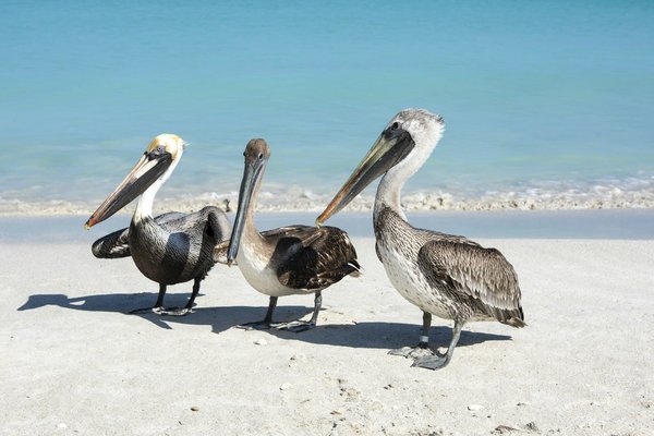 Come scegliere il tipo di sabbia più adatto per un gatto di razza American Shorthair con pelle sensibile?