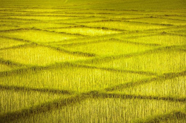 Quali sono i migliori modelli di business per un'azienda agricola che vuole avviare la vendita diretta?